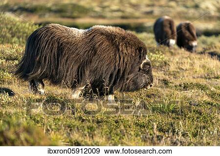 Stock Photo - Musk ox (Ovibos moschatus), standing in the tundra in Dovrefjell National Park, Norway, Europe. Fotosearch