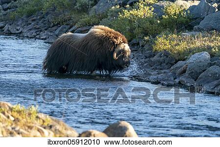 Musk ox (Ovibos moschatus), walking through a river in the tundra in Dovrefjell National Park, Norway, Europe View Large Photo Image Stock Image - Musk ox (Ovibos moschatus), walking through a river in the tundra in Dovrefjell National Park, Norway, Europe. Fotosearch