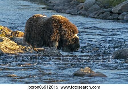 Musk ox (Ovibos moschatus), walking through a river in the tundra in Dovrefjell National Park, Norway, Europe View Large Photo Image Stock Photography - Musk ox (Ovibos moschatus), walking through a river in the tundra in Dovrefjell National Park, Norway, Europe. Fotosearch