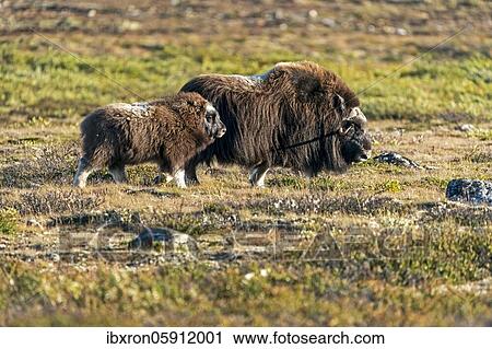 Stock Image - Musk ox (Ovibos moschatus), with young animal standing in the tundra in Dovrefjell National Park, Norway, Europe. Fotosearch