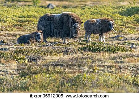Stock Photography - Musk ox (Ovibos moschatus), with young animals standing in the tundra in Dovrefjell National Park, Norway, Europe. Fotosearch