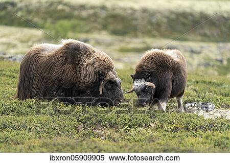 Musk oxes (Ovibos moschatus) in the tundra in Dovrefjell National Park, Norway, Europe View Large Photo Image Stock Photography - Musk oxes (Ovibos moschatus) in the tundra in Dovrefjell National Park, Norway, Europe. Fotosearch