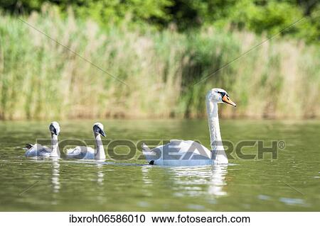 Mute swan (cygnus olor) Alto-Bird with young, Rhine, Canton of Zurich, Switzerland, Europe View Large Photo Image Stock Image - Mute swan (cygnus olor) Alto-Bird with young, Rhine, Canton of Zurich, Switzerland, Europe. Fotosearch