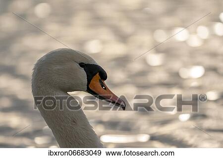 Mute swan (cygnus olor), animal portrait, Germany, Europe View Large Photo Image Stock Photo - Mute swan (cygnus olor), animal portrait, Germany, Europe. Fotosearch