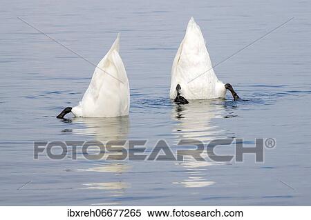 Mute swan (Cygnus olor), feeding under water, Vorarlberg, Austria, Europe View Large Photo Image Stock Photography - Mute swan (Cygnus olor), feeding under water, Vorarlberg, Austria, Europe. Fotosearch