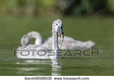 Stock Image - Mute swan (cygnus olor) feeding young, Rhine, Canton of Zurich, Switzerland, Europe. Fotosearch
