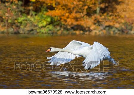 Mute swan (Cygnus olor) flying above the water surface, Hesse, Germany, Europe View Large Photo Image Stock Photo - Mute swan (Cygnus olor) flying above the water surface, Hesse, Germany, Europe. Fotosearch