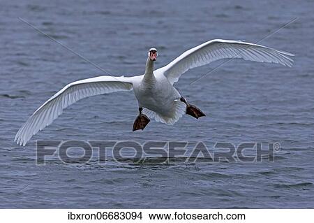 Mute swan (cygnus olor) flying over water, Rhine, Germany, Europe View Large Photo Image Picture - Mute swan (cygnus olor) flying over water, Rhine, Germany, Europe. Fotosearch