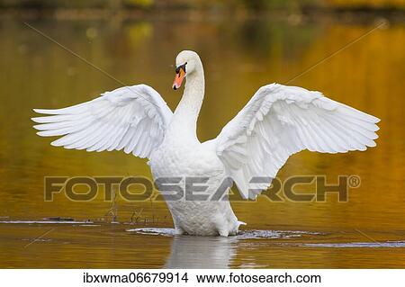Mute swan (Cygnus olor) in the water with spread wings, Hesse, Germany, Europe View Large Photo Image Picture - Mute swan (Cygnus olor) in the water with spread wings, Hesse, Germany, Europe. Fotosearch
