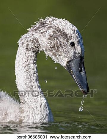 Mute swan (cygnus olor) Kitten, Rhine, Canton of Zurich, Switzerland, Europe View Large Photo Image Stock Image - Mute swan (cygnus olor) Kitten, Rhine, Canton of Zurich, Switzerland, Europe. Fotosearch