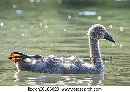 Stock Photo - Mute swan (cygnus olor) Kitten stretches its fin, Rhine, Canton of Zurich, Switzerland, Europe. Fotosearch