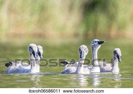 Stock Image - Mute swan (cygnus olor) Kittens, Rhine, Canton of Zurich, Switzerland, Europe. Fotosearch