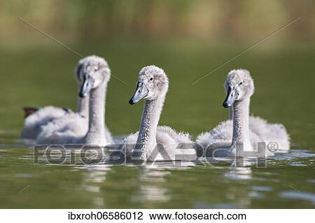 Stock Image - Mute swan (cygnus olor) Kittens, Rhine, Canton of Zurich, Switzerland, Europe. Fotosearch