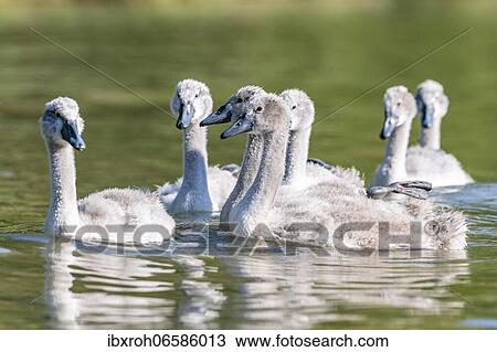 Stock Image - Mute swan (cygnus olor) Kittens, Rhine, Canton of Zurich, Switzerland, Europe. Fotosearch