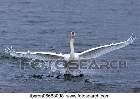 Stock Photo - Mute swan (cygnus olor) landing in the water, Rhine, Germany, Europe. Fotosearch