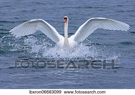 Mute swan (cygnus olor) landing in the water, Rhine, Germany, Europe View Large Photo Image Stock Photo - Mute swan (cygnus olor) landing in the water, Rhine, Germany, Europe. Fotosearch