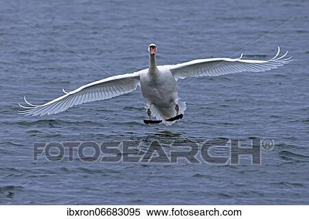 Mute swan (cygnus olor) landing in the water, Rhine, Germany, Europe View Large Photo Image Stock Photography - Mute swan (cygnus olor) landing in the water, Rhine, Germany, Europe. Fotosearch