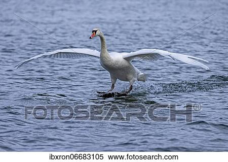 Mute swan (cygnus olor) landing in the water, Rhine, Germany, Europe View Large Photo Image Stock Photography - Mute swan (cygnus olor) landing in the water, Rhine, Germany, Europe. Fotosearch