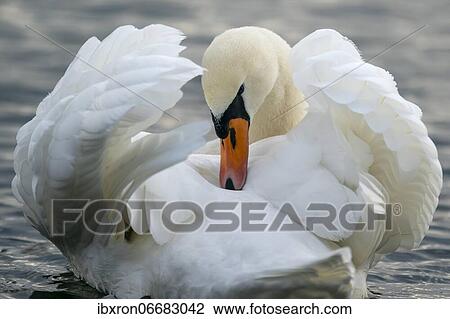 Mute swan (cygnus olor), plumage care, courtship, Germany, Europe View Large Photo Image Stock Image - Mute swan (cygnus olor), plumage care, courtship, Germany, Europe. Fotosearch