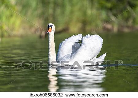 Mute swan (cygnus olor), Rhine, Canton of Zurich, Switzerland, Europe View Large Photo Image Stock Image - Mute swan (cygnus olor), Rhine, Canton of Zurich, Switzerland, Europe. Fotosearch