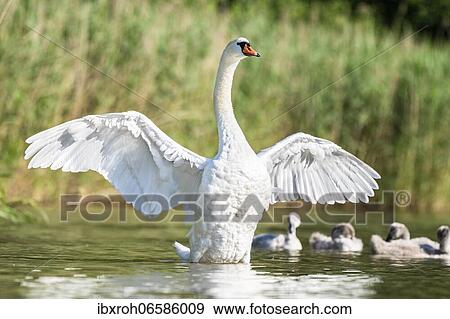 Mute swan (cygnus olor) spreads wings, Rhine, Canton Zurich, Switzerland, Europe View Large Photo Image Stock Photo - Mute swan (cygnus olor) spreads wings, Rhine, Canton Zurich, Switzerland, Europe. Fotosearch