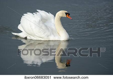 Mute swan (cygnus olor) swimming in the water in a courtship display, Rhine, Germany, Europe View Large Photo Image Stock Image - Mute swan (cygnus olor) swimming in the water in a courtship display, Rhine, Germany, Europe. Fotosearch