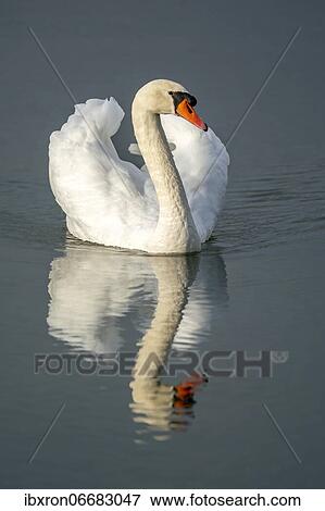 Stock Photo - Mute swan (cygnus olor) swimming in the water in a courtship display, Rhine, Germany, Europe. Fotosearch