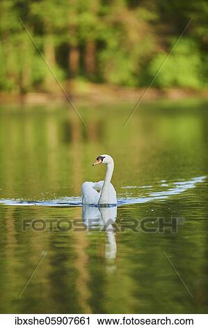 Mute swan (Cygnus olor), swimming on a lake, Franconia, Bavaria, Germany, Europe View Large Photo Image Stock Image - Mute swan (Cygnus olor), swimming on a lake, Franconia, Bavaria, Germany, Europe. Fotosearch