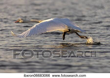 Mute swan (cygnus olor) taking off from the water, Germany, Europe View Large Photo Image Stock Photograph - Mute swan (cygnus olor) taking off from the water, Germany, Europe. Fotosearch