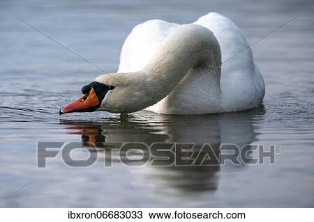 Mute swan (cygnus olor) with threatening posture swimming in the water, Rhine, Germany, Europe View Large Photo Image Stock Image - Mute swan (cygnus olor) with threatening posture swimming in the water, Rhine, Germany, Europe. Fotosearch