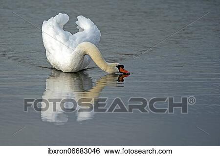 Mute swan (cygnus olor) with threatening posture swimming in the water, Rhine, Germany, Europe View Large Photo Image Stock Photograph - Mute swan (cygnus olor) with threatening posture swimming in the water, Rhine, Germany, Europe. Fotosearch
