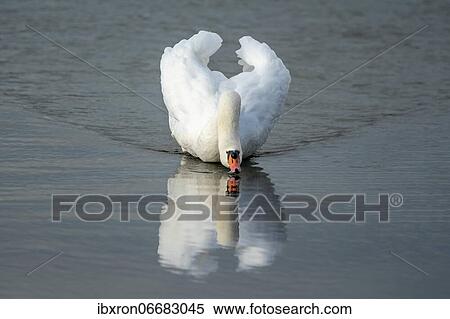 Stock Photography - Mute swan (cygnus olor) with threatening posture swimming in the water, Rhine, Germany, Europe. Fotosearch