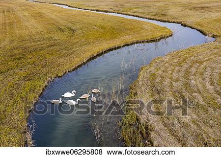 Natural course of the Zellerache river from the Irrsee lake with swans, wet meadow, Mondseeland, Salzkammergut, Upper Austria, Austria, Europe View Large Photo Image Stock Photo - Natural course of the Zellerache river from the Irrsee lake with swans, wet meadow, Mondseeland, Salzkammergut, Upper Austria, Austria, Europe. Fotosearch