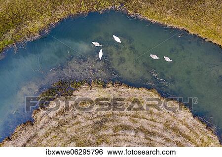 Stock Photograph - Natural course of the Zellerache river from the Irrsee with swans, wet meadow, from above, drone photo, aerial photo, Mondseeland, Salzkammergut, Upper Austria, Austria, Europe. Fotosearch