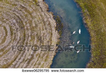 Natural course of the Zellerache river from the Irrsee with swans, wet meadow, from above, drone photo, aerial photo, Mondseeland, Salzkammergut, Upper Austria, Austria, Europe View Large Photo Image Stock Photography - Natural course of the Zellerache river from the Irrsee with swans, wet meadow, from above, drone photo, aerial photo, Mondseeland, Salzkammergut, Upper Austria, Austria, Europe. Fotosearch