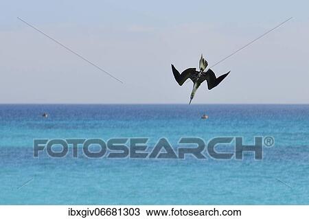 Nazca Booby (Sula granti) in a dive while hunting, Garnder Bay, Española Island, Galapagos, Ecuador, South America View Large Photo Image Stock Image - Nazca Booby (Sula granti) in a dive while hunting, Garnder Bay, Española Island, Galapagos, Ecuador, South America. Fotosearch