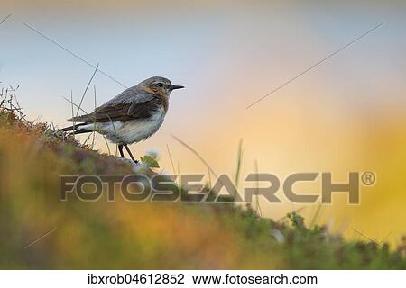 Northern wheatear (Oenanthe oenanthe), female in evening light, Varanger, Norway, Europe View Large Photo Image Stock Image - Northern wheatear (Oenanthe oenanthe), female in evening light, Varanger, Norway, Europe. Fotosearch