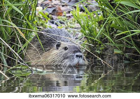 Stock Image - Nutria (Myocastor coypus) on shore, Hesse, Germany, Europe. Fotosearch