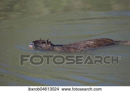 Nutria (Myocastor coypus) swimming, Camargue, Provence, France, Europe View Large Photo Image Picture - Nutria (Myocastor coypus) swimming, Camargue, Provence, France, Europe. Fotosearch