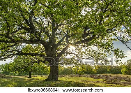 Oak (Quercus) in the nature reserve Borkener Paradies, Hudewald, tree, Germany, Europe View Large Photo Image Stock Image - Oak (Quercus) in the nature reserve Borkener Paradies, Hudewald, tree, Germany, Europe. Fotosearch