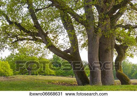 Oaks (Quercus) in the nature reserve Borkener Paradies, Hudewald, tree, Germany, Europe View Large Photo Image Stock Image - Oaks (Quercus) in the nature reserve Borkener Paradies, Hudewald, tree, Germany, Europe. Fotosearch