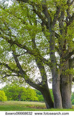 Oaks (Quercus) in the nature reserve Borkener Paradies, Hudewald, tree, Germany, Europe View Large Photo Image Stock Image - Oaks (Quercus) in the nature reserve Borkener Paradies, Hudewald, tree, Germany, Europe. Fotosearch