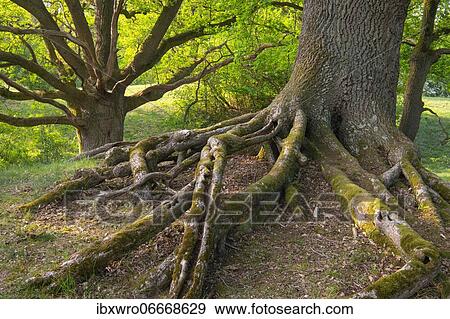Oaks (Quercus) in the nature reserve Borkener Paradies, Hudewald, tree, roots, Germany, Europe View Large Photo Image Stock Photo - Oaks (Quercus) in the nature reserve Borkener Paradies, Hudewald, tree, roots, Germany, Europe. Fotosearch