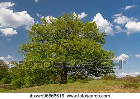 Oaks (Quercus) in the nature reserve Borkener Paradies, Hudewald, tree, Germany, Europe View Large Photo Image Stock Photograph - Oaks (Quercus) in the nature reserve Borkener Paradies, Hudewald, tree, Germany, Europe. Fotosearch
