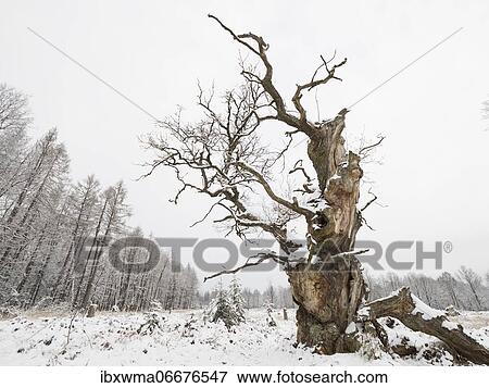 Old gnarled solitary oak (Quercus robur) in winter, former hute tree, Reinhardswald, Hesse, Germany, Europe View Large Photo Image Stock Photo - Old gnarled solitary oak (Quercus robur) in winter, former hute tree, Reinhardswald, Hesse, Germany, Europe. Fotosearch