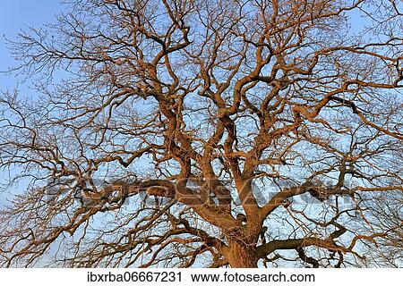 Old oak (Quercus), leafless tree crown illuminated by morning sun, spring, North Rhine-Westphalia, Germany, Europe View Large Photo Image Stock Image - Old oak (Quercus), leafless tree crown illuminated by morning sun, spring, North Rhine-Westphalia, Germany, Europe. Fotosearch