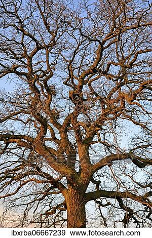Old oak (Quercus), leafless tree crown illuminated by morning sun, spring, North Rhine-Westphalia, Germany, Europe View Large Photo Image Stock Photo - Old oak (Quercus), leafless tree crown illuminated by morning sun, spring, North Rhine-Westphalia, Germany, Europe. Fotosearch