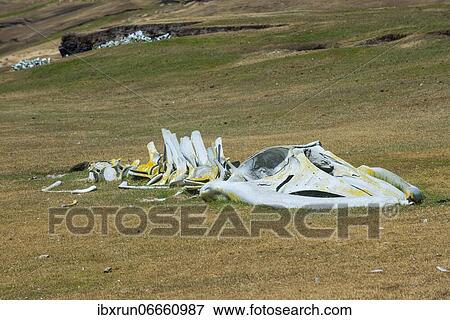 Old whale bones on Saunders island, Falklands, South America View Large Photo Image Stock Photo - Old whale bones on Saunders island, Falklands, South America. Fotosearch