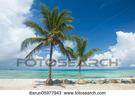 Palm trees in the beautiful lagoon of Funafuti, Tuvalu, Oceania View Large Photo Image Stock Image - Palm trees in the beautiful lagoon of Funafuti, Tuvalu, Oceania. Fotosearch