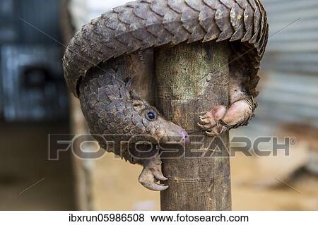 Pangolin (Pholidota) captured and for sale, Kwanza Norte, Angola, Africa View Large Photo Image Stock Photo - Pangolin (Pholidota) captured and for sale, Kwanza Norte, Angola, Africa. Fotosearch